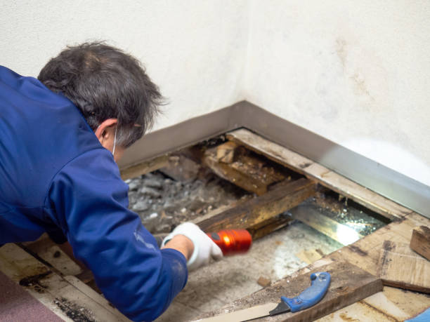 Best Insurance-Related Mold Remediation in Pleasanton, CA