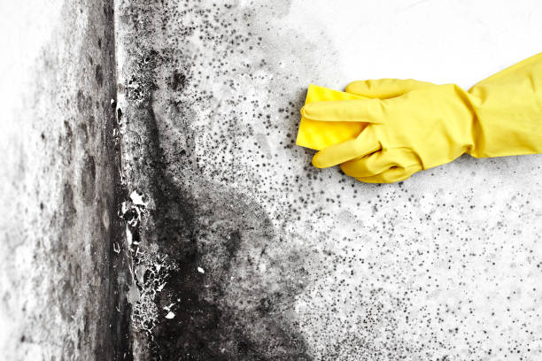 Best HVAC Mold Remediation in Pleasanton, CA