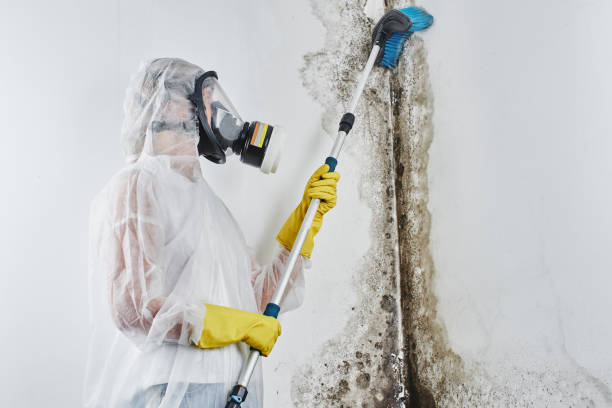  Pleasanton, CA Mold Removal Pros