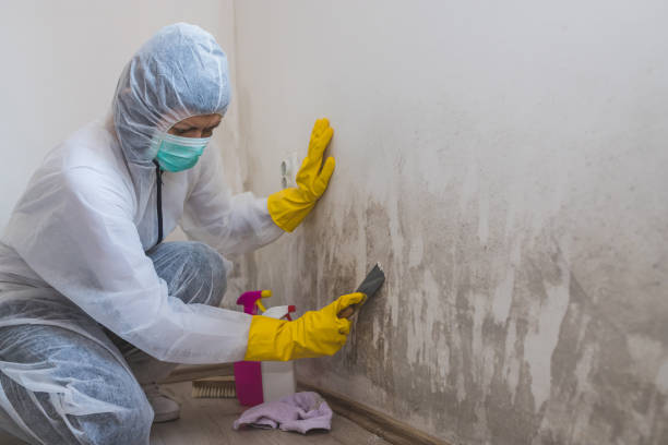 Best Crawl Space Mold Remediation in Pleasanton, CA