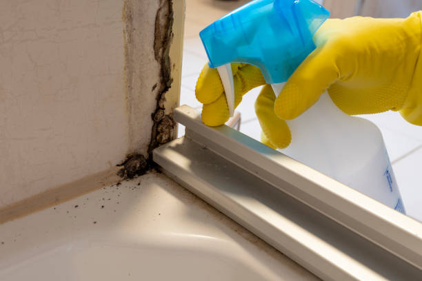 Best Industrial Mold Remediation in Pleasanton, CA