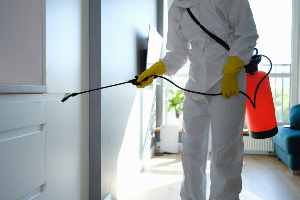 Best Post-Flood Mold Remediation in Pleasanton, CA