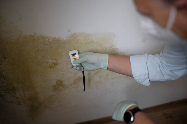 Best Localized Mold Remediation (e.g., coastal areas, humid climates) in Pleasanton, CA