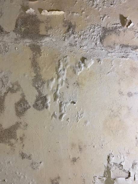 Professional Mold Remediation in Pleasanton, CA