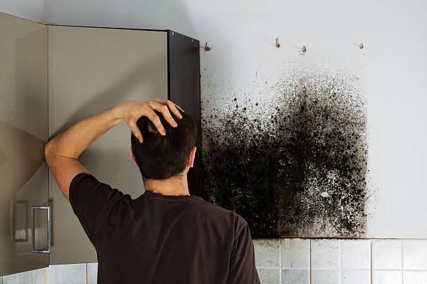 Best Bathroom Mold Remediation in Pleasanton, CA