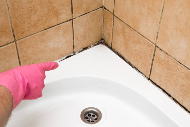 Best Emergency Mold Remediation in Pleasanton, CA